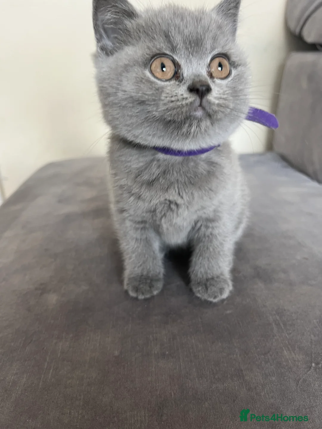 British Shorthair cats for sale: Lovely british shorthair kittens  - Advert 11