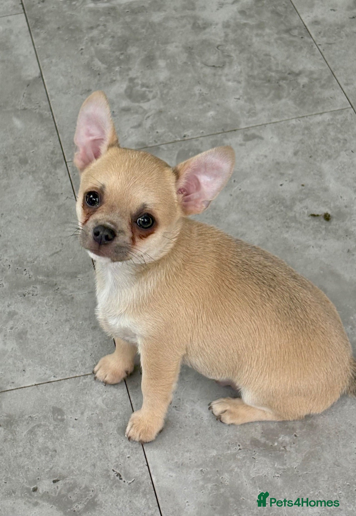 Chihuahua dogs KC reg Blue Fawn male - Advert 2