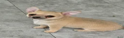 Chihuahua dogs for sale: KC reg Blue Fawn male - Advert 2