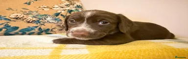 Mixed Breed 4