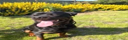 Rottweiler dogs for sale: 🐾 EXCEPTIONAL ROTTWEILER PUPPIES  - Advert 7