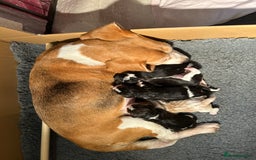 Beagle dogs for sale: KC Registered Top Quality Beagle Puppy home reared - Image 1