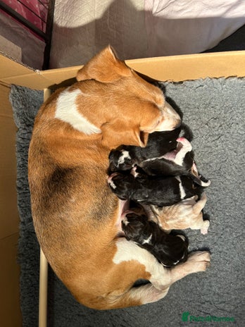 Beagle dogs - Advert 2