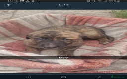 Mixed Breed dogs for sale: Lurcher  pups  - Image 1