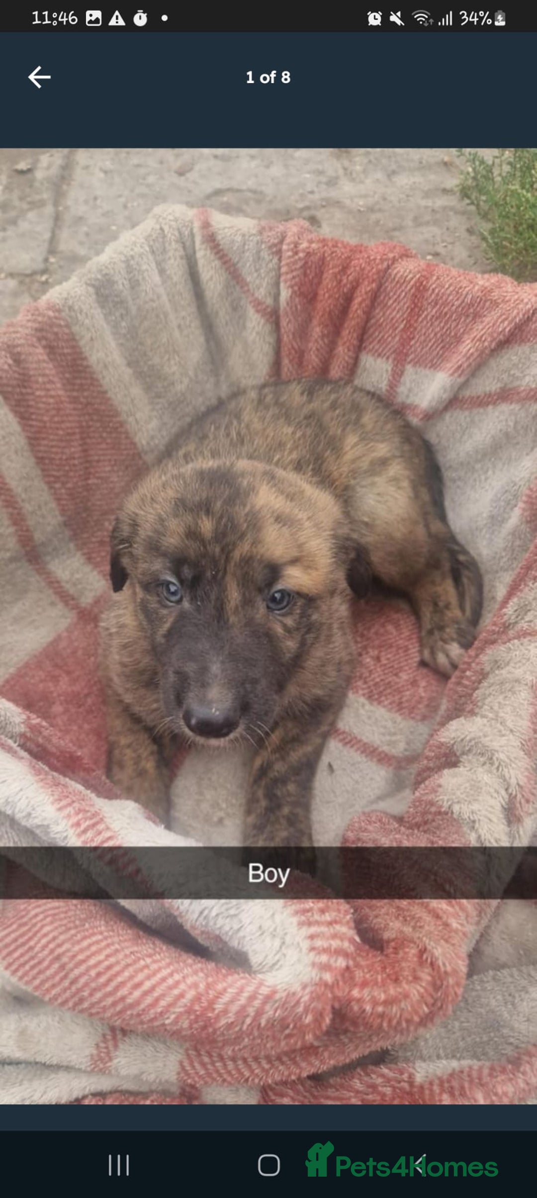 Mixed Breed dogs for sale: Lurcher  pups  - Image 1