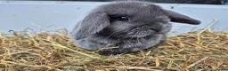 Mini Lop rabbits for sale: 5 Female mini lops  - Advert 3