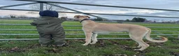 Lurcher dogs for sale: Gorgeous Lurcher  in Chippenham - Advert 6