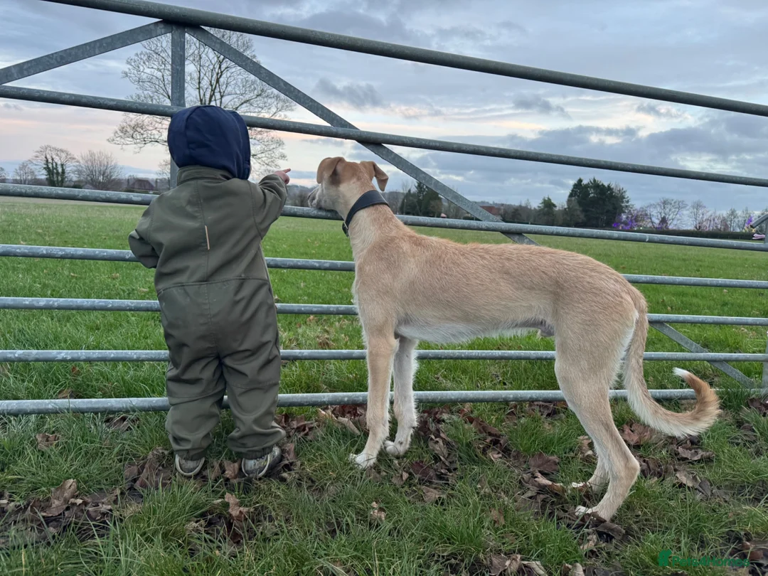 Lurcher dogs for sale: Gorgeous Lurcher  in Chippenham - Advert 6