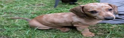 Dachshund dogs for sale: Gorgeous sausage dog puppies  - Advert 37
