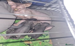 Sphynx cats for sale: Sphynx Kittens - Image 5