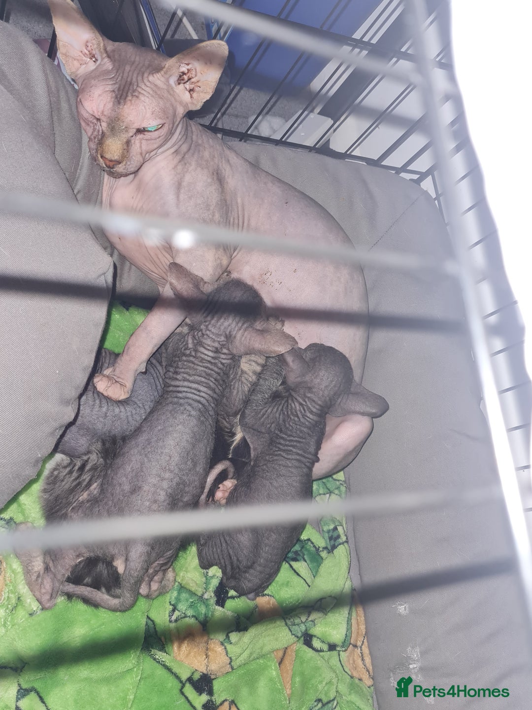 Sphynx cats for sale: Sphynx Kittens - Image 5
