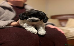 Cockapoo dogs for sale: 11 week old male Cockapoo  - Advert 2