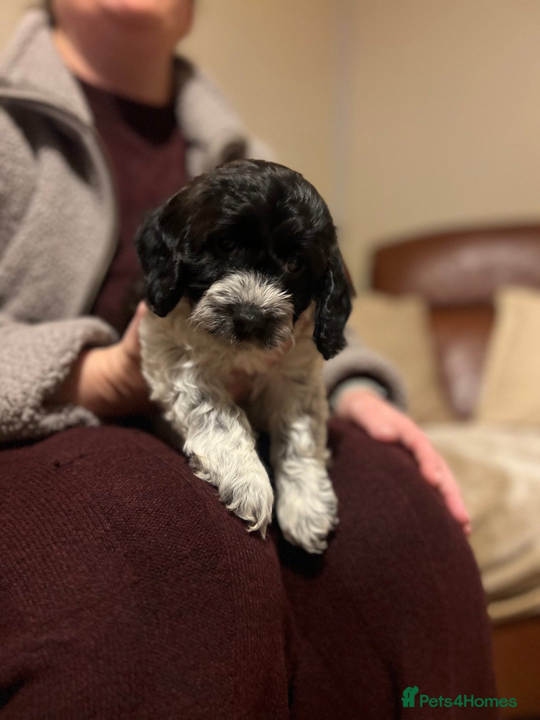 Cockapoo dogs for sale: 11 week old male Cockapoo  - Advert 2