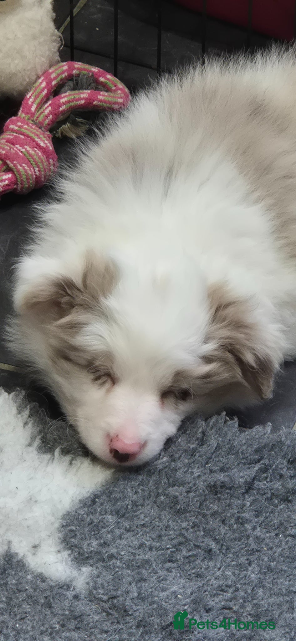 Border Collie dogs Outstanding litter Longhaired Merle border collies - Advert 1