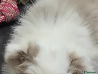 Border Collie dogs Outstanding litter Longhaired Merle border collies - Advert 1