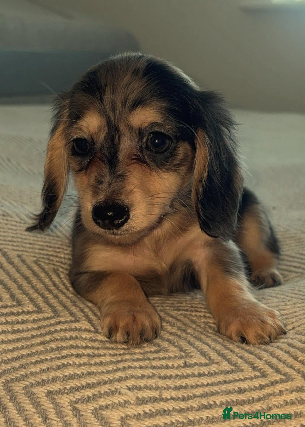 Miniature Dachshund dogs Mini long hair dachshund  - Advert 1