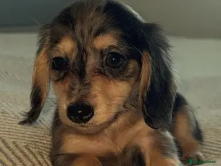 Miniature Dachshund dogs Mini long hair dachshund - Advert 1