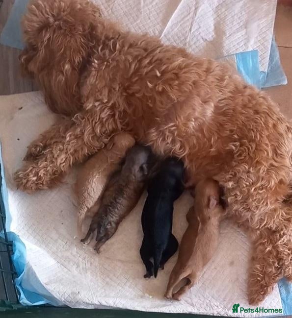 Cavapoo dogs Adventure Starts With Four Little Paws - Advert 1