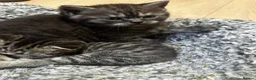 British Shorthair cats for sale: Stunning kittens BSH - Advert 11