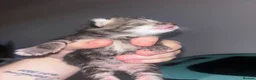Mixed Breed cats for sale:  mixed kittens, Maine coon ancestry and ragdoll 🐾 - Advert 24
