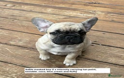 French Bulldog dogs for sale: Boo litter - Image 6