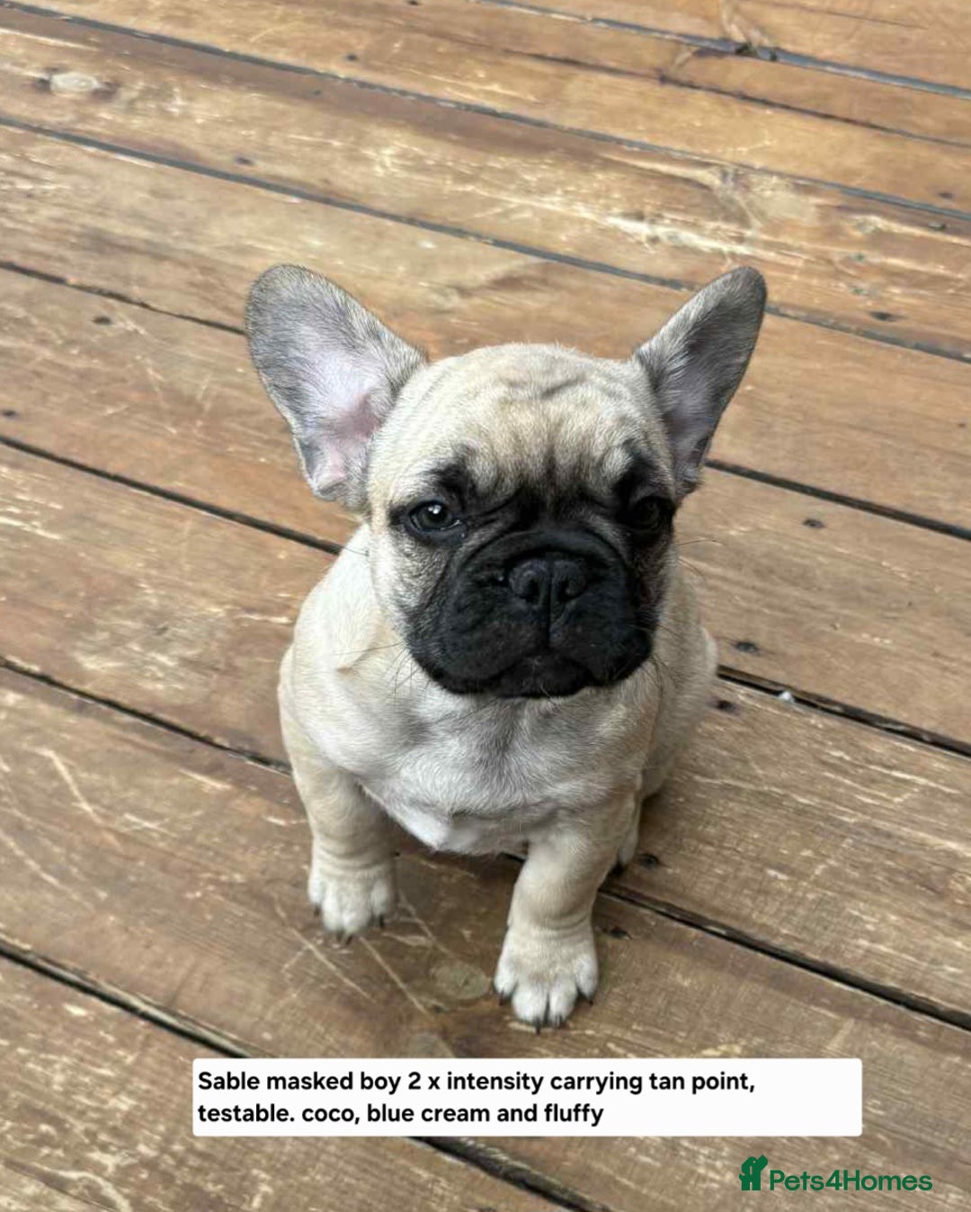 French Bulldog dogs for sale: Boo litter - Image 6