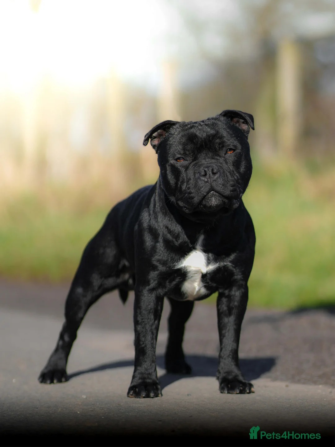 Staffordshire Bull Terrier dogs for sale: Outstanding staffy pups  in Carlisle - Advert 2