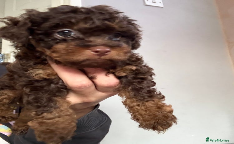 Shihpoo dogs - Advert 2