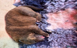 Mixed Breed dogs for sale: Mastibull puppies for sale  - Image 7