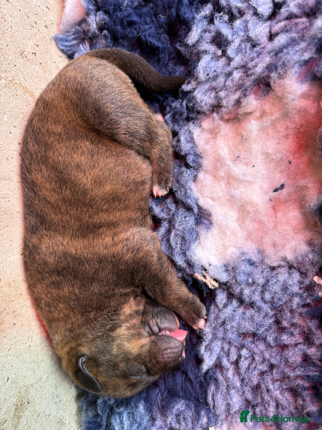 Mixed Breed dogs for sale: Mastibull puppies for sale  - Image 7