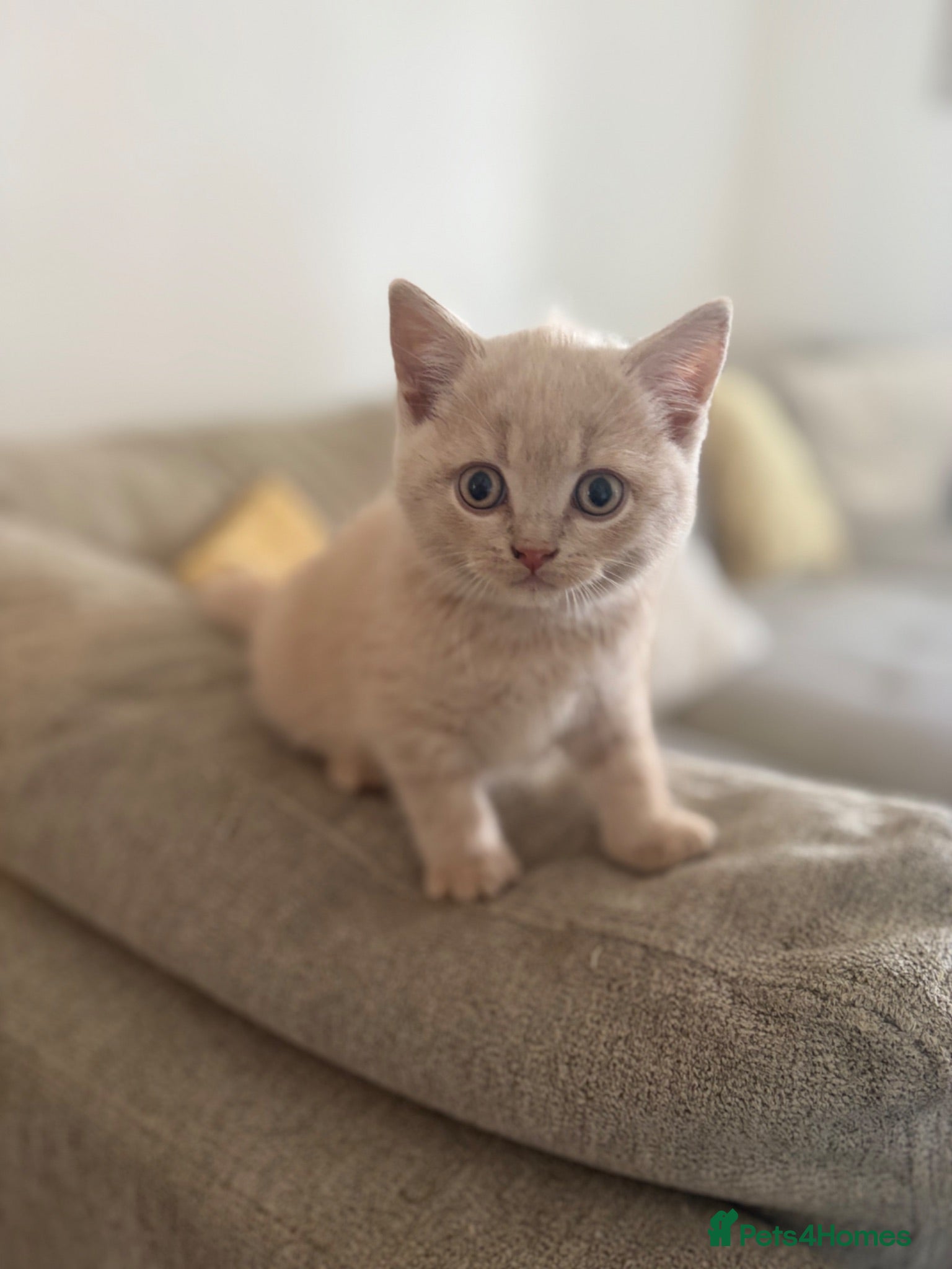 British Shorthair cats **1 LEFT READY NOW**British shorthair kittens.  - Advert 10