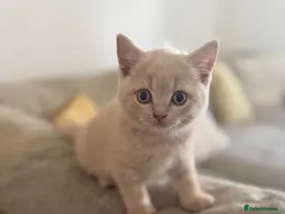 British Shorthair cats **1 LEFT READY NOW**British shorthair kittens. - Advert 2