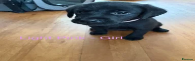 Light pink collar
