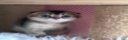 Scottish Fold cats for sale: 💎 Stunning TICA Reg. Scottish Fold Kittens 🐾 - Advert 2