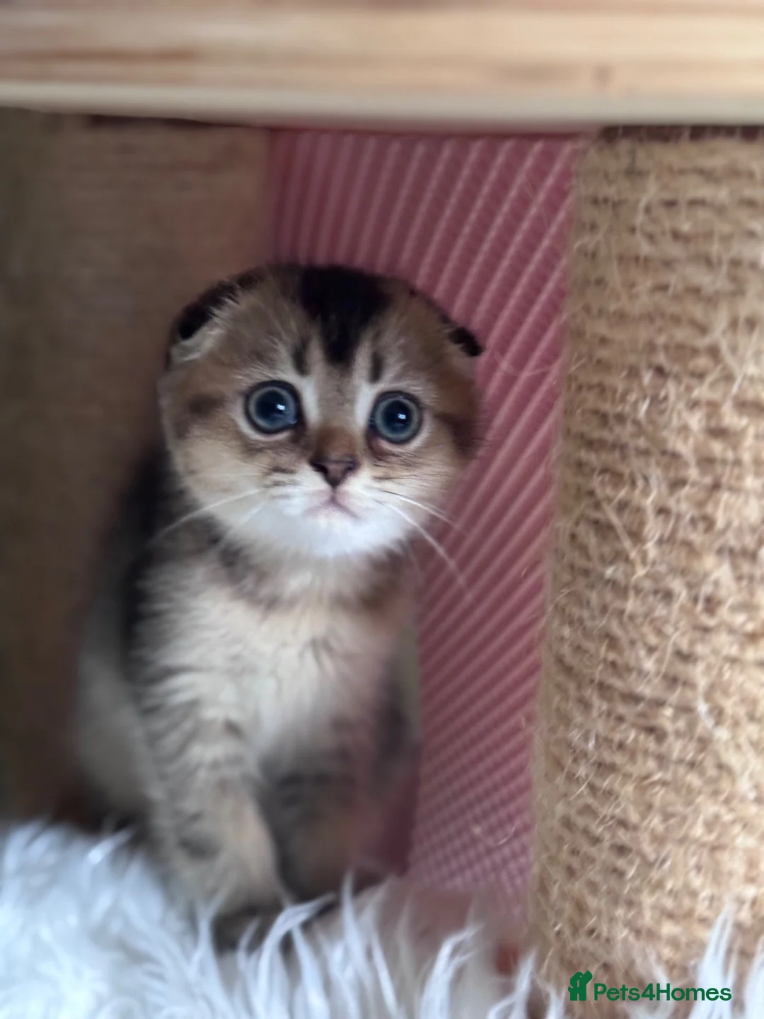Scottish Fold cats for sale: 💎 Stunning TICA Reg. Scottish Fold Kittens 🐾 - Advert 2