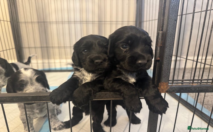 Cocker Spaniel dogs - Advert 6
