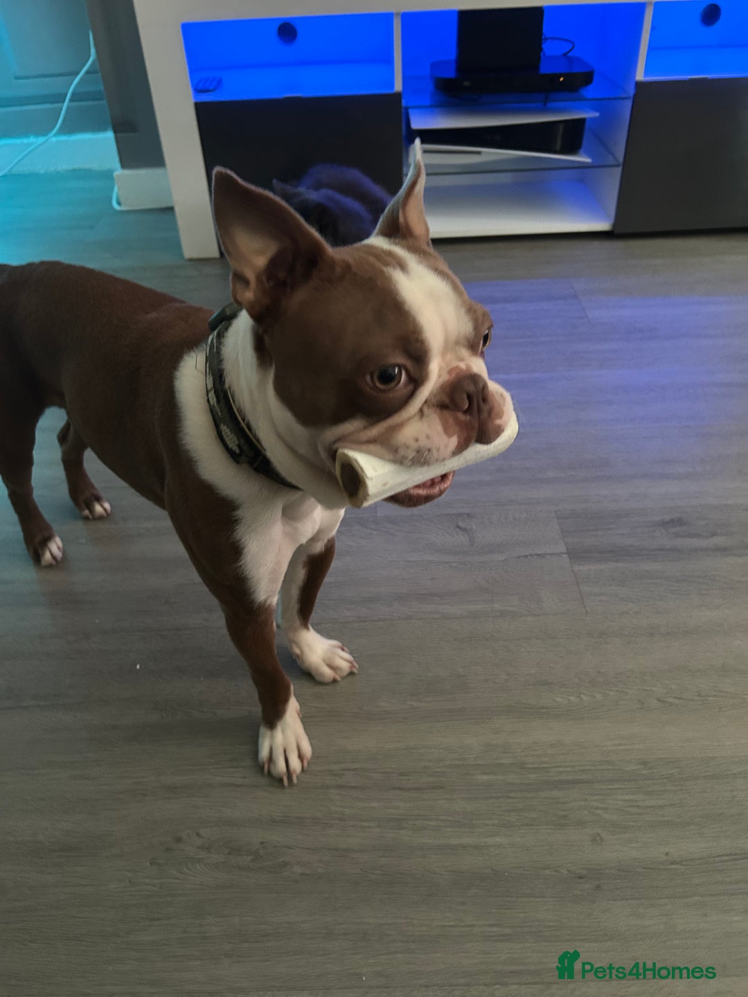 Boston Terrier dogs for stud: Kc Boston Terrier stud  - Image 3