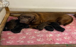 Labrador Retriever dogs for sale: K.C REG CHUNKY SHOW LABRADOR PUPS. - Image 9