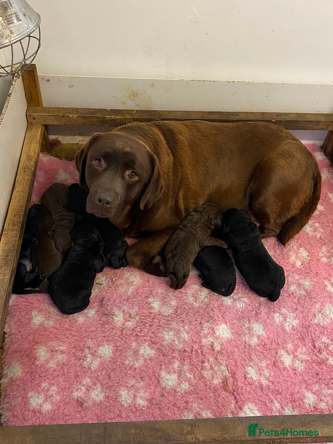 Labrador Retriever dogs for sale: K.C REG CHUNKY SHOW LABRADOR PUPS. - Image 9