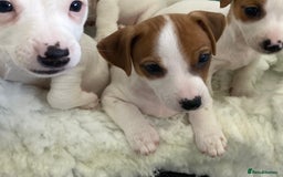 Jack Russell dogs for sale: Stunning 7 wks Jack Russell Terrier pups £950 - Image 4