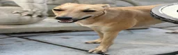 Mixed Breed dogs for sale: Female Lurcher 1 year old - Advert 6