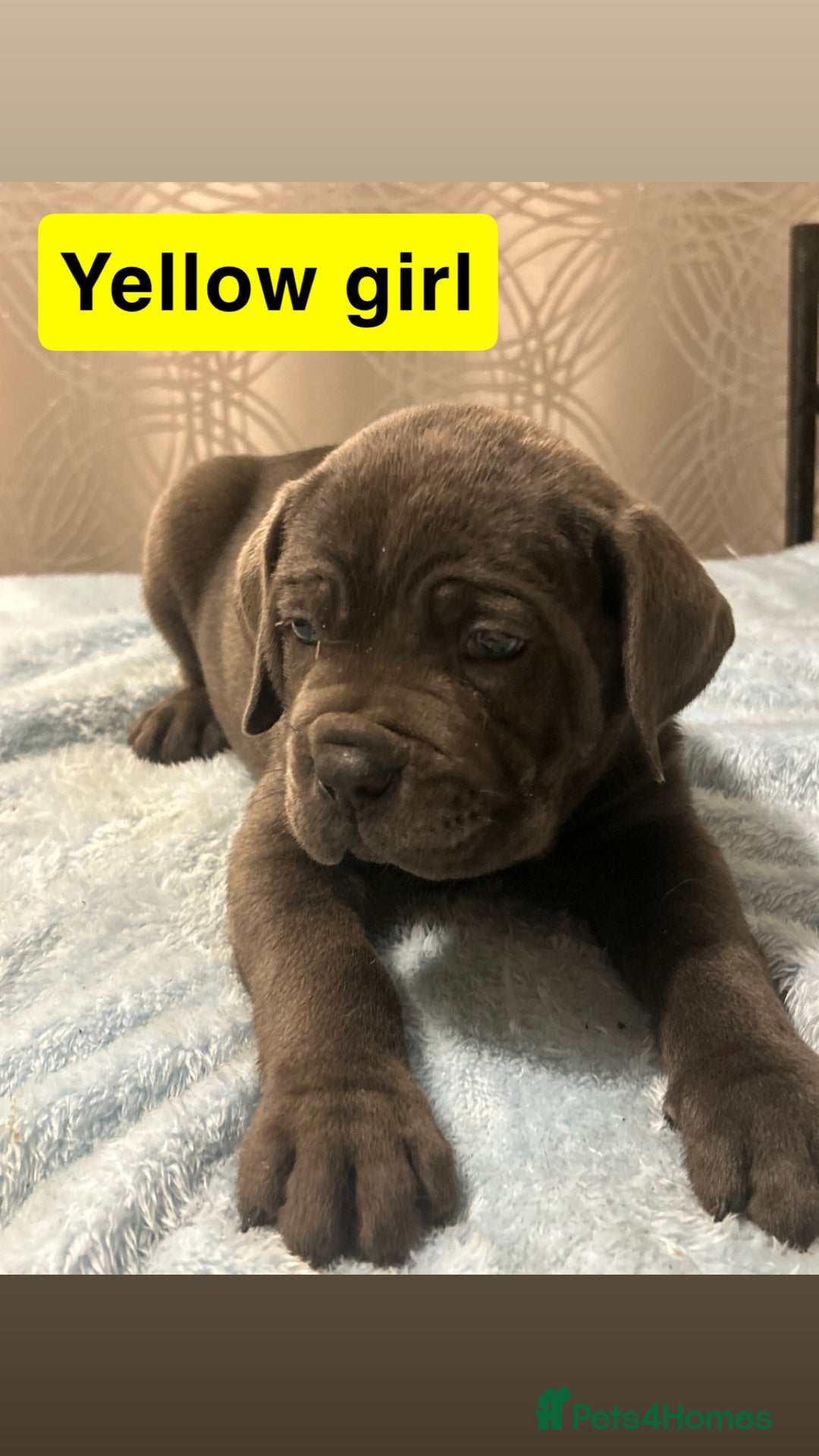 Cane Corso dogs for sale: 🐾 Stunning Cane Corso Puppies Available! 🐾 - Advert 18