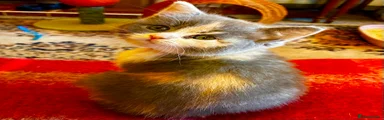 Scottish Fold Kitten 2 Orange collar