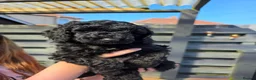 Cockapoo dogs for sale: Beaitiful F2 Cockappos  in Stevenston - Advert 7