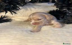Cockapoo dogs for sale: Merle cockapoo  - Image 2