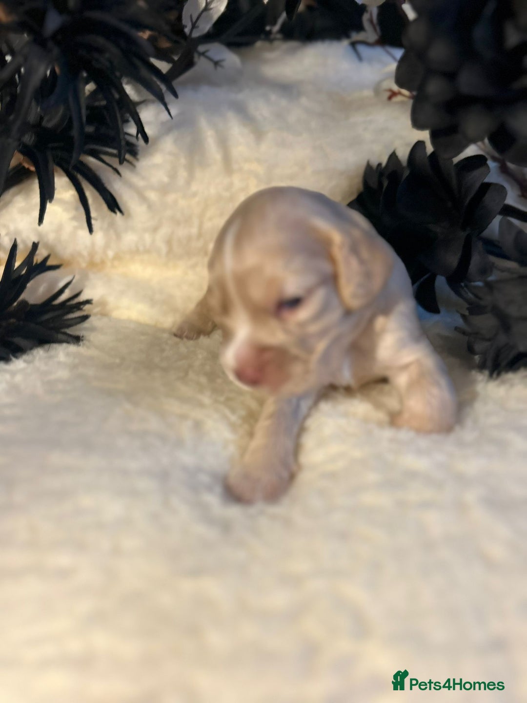 Cockapoo dogs for sale: Merle cockapoo  - Image 2