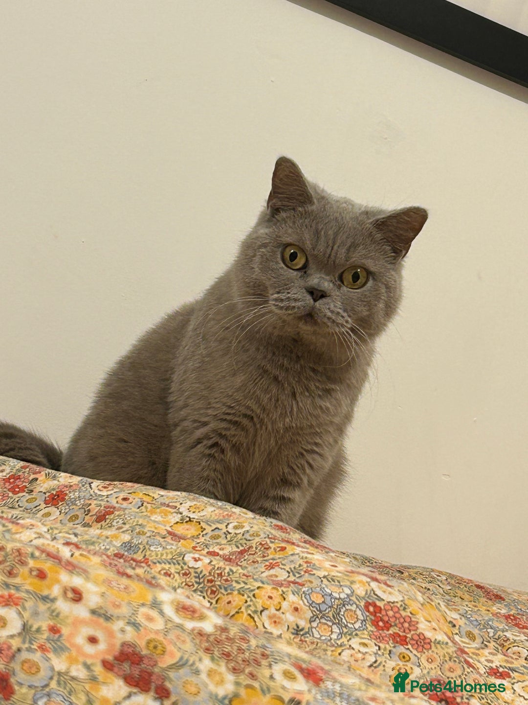 British Shorthair cats for sale: Female British Shorthair - Advert 3