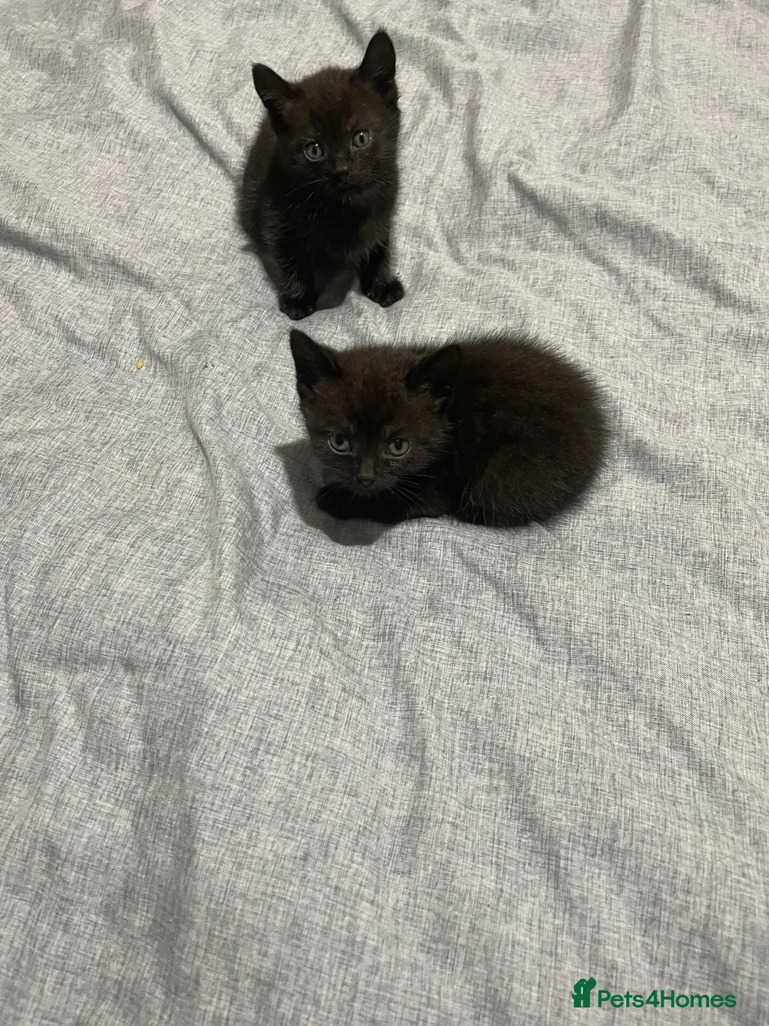 Mixed Breed cats for sale: Kitten - Advert 2
