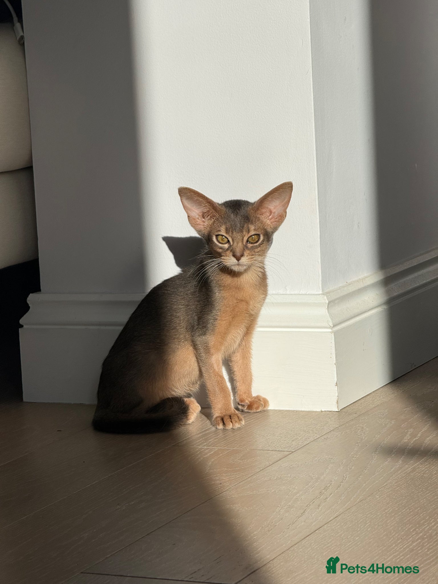 Abyssinian cats     Gorgeous kittens from champion parents 😽 - Advert 6