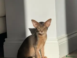 Abyssinian cats Gorgeous kittens from champion parents 😽 - Advert 6